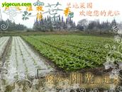 木樨村 杨柳河畔的小菜园，采采小菜钓钓小雨，乐在其中
