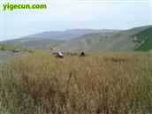 甘肃省,白银市,靖远县,高湾乡,笠山村