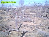 神头村 09年的雪灾，把苹果树树枝都压坏了