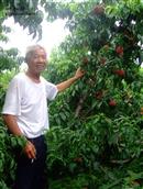 兴南村 油桃成熟的季节