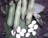 甘肃省,陇南市,礼县,草坪乡,湾里村