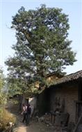 漳沐村 最大的古树