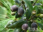 广东省,揭阳市,揭西县,金和镇,山湖村
