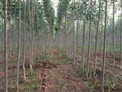 南赵家村 白蜡，绿化树首选树种，生长快、效益高、耐碱、耐涝