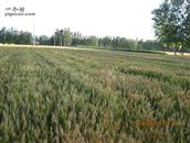 宋楼村 2014年我们村的小麦，长势良好，一派丰收的景象。