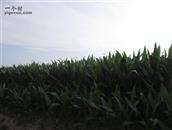 甘肃省,庆阳市,宁县,中村乡,苏韩村