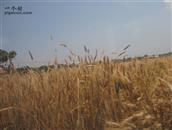 甘肃省,庆阳市,宁县,中村乡,苏韩村