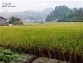 德胜村 德胜村支家湾组秋天风景