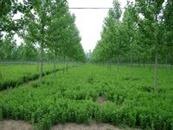 河南省,南阳市,淅川县,大石桥乡,刘家沟村