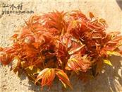 山东省,临沂市,沂水县,诸葛镇,大暖峪村