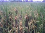 徐湾村 主要农产品-------水稻