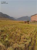 先进村 金黄的稻谷丰收的季节