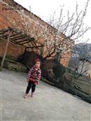 贵州省,安顺市,西秀区,双堡镇,大坝村