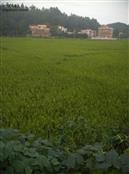 龙塘村 稻田