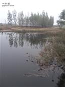 山东省,潍坊市,坊子区,九龙街道,西河下村