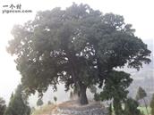 明阳村 家乡标志性的老树