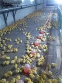 陡泉湾村 欢迎订购鸡苗，脱温鸡。13919407850