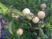 广西,钦州市,灵山县,那隆镇,水冲村