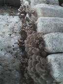 杨集村 蘑菇