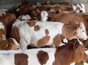 曹家庄村 出售有种育成牛，价格3000元，7育龄。联系电话，13903500048