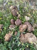 甘肃省,陇南市,礼县,草坪乡,上坝村