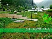 甘肃省,陇南市,礼县,洮坪乡,洮水村