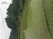 贵州省,黔东南州,天柱县,竹林乡,新寨村