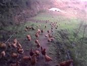 石桥村 柳嘉镇正当红种养殖专业合作社的生态林下鸡