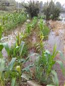 西亭社区 这是原四安镇龙坝村的农田，从连续下雨之今天，黄豆，玉米都是生长在水里。这几天连我们出行都难了，有谁帮忙告诉我，这种事情应该有那里解决吗？电话给我，13815223191