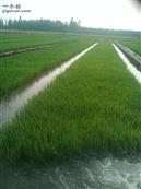 后辛村 生态养植！绿色食品！后辛黄河大米。这是苗期管理。