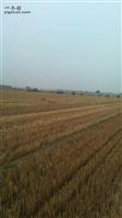支曹村 收小麦的场景。