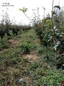 骆湾村 黄砂梨4年梨园，种植面积10亩一下，梨果大水多，但吃起来有点渣不太甜。