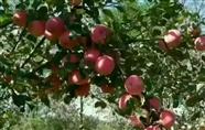 红旗村 有机苹果，红嘎啦脆甜味美。欢迎您订购。联系方式李先生15091429057
                           （13087694831）