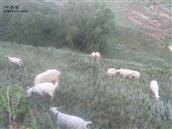 甘肃省,临夏州,积石山县,安集乡,风光村