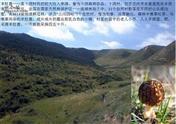 卜洞村 