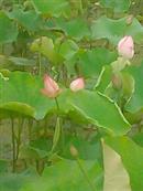 云南省,昭通市,彝良县,洛泽河镇,笋叶村