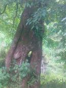 云南省,昭通市,彝良县,洛泽河镇,笋叶村