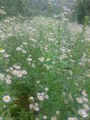 云南省,昭通市,彝良县,洛泽河镇,笋叶村