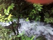 云南省,昭通市,彝良县,洛泽河镇,笋叶村