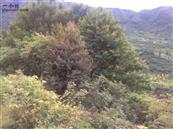 云南省,昭通市,彝良县,洛泽河镇,笋叶村