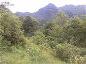 云南省,昭通市,彝良县,洛泽河镇,笋叶村