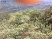 云南省,昭通市,彝良县,洛泽河镇,笋叶村