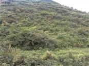 云南省,昭通市,彝良县,洛泽河镇,笋叶村