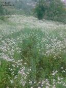 云南省,昭通市,彝良县,洛泽河镇,笋叶村