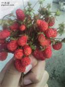 云南省,昭通市,彝良县,洛泽河镇,笋叶村