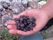 云南省,昭通市,彝良县,洛泽河镇,笋叶村