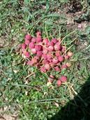 云南省,昭通市,彝良县,洛泽河镇,笋叶村