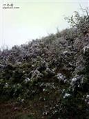 云南省,昭通市,彝良县,洛泽河镇,笋叶村