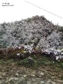 云南省,昭通市,彝良县,洛泽河镇,笋叶村