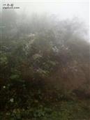 云南省,昭通市,彝良县,洛泽河镇,笋叶村